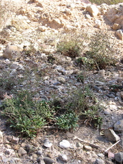 Limonium carthaginense