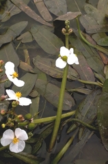 Sagittaria natans