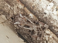 Agrotis vestigialis