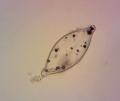 Naviculales
