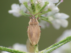 Tingis auriculata