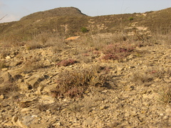 Anabasis articulata