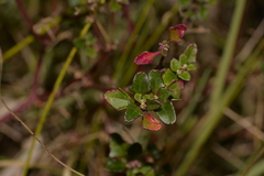 Chenopodium robertianum