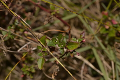 Chenopodium robertianum