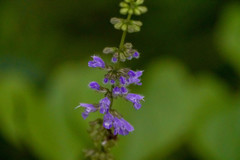Salvia japonica