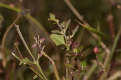 Chenopodium robertianum