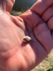 Plotiopsis balonnensis