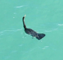 Anhinga novaehollandiae
