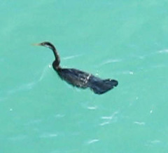 Anhinga novaehollandiae