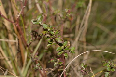 Chenopodium robertianum