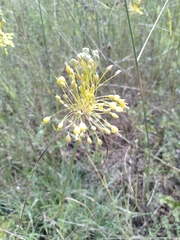 Allium flavum