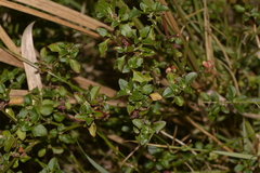 Chenopodium robertianum