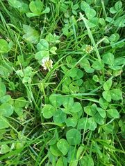 Trifolium repens