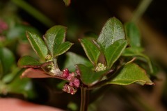 Chenopodium robertianum