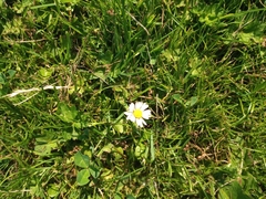 Bellis perennis
