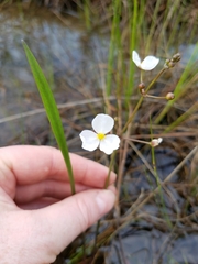 Sagittaria