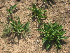 Biarum dispar