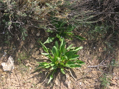 Biarum dispar