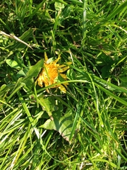 Taraxacum officinale