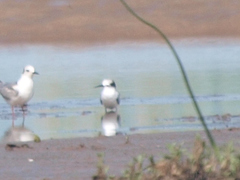 Chlidonias leucopterus