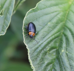Disonycha xanthomelas
