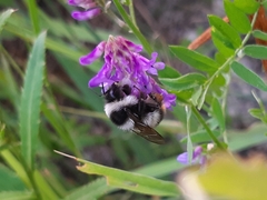 Bombus sichelii