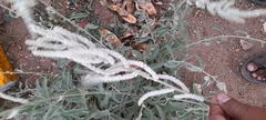 Aerva javanica