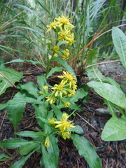 Solidago virgaurea minuta