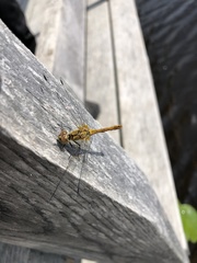 Sympetrum sanguineum