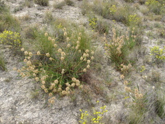 Astragalus alopecuroides