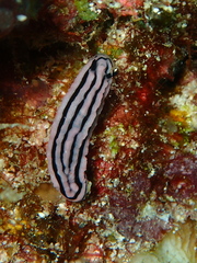 Phyllidiella rosans