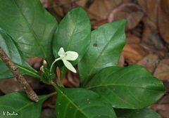 Ecbolium ligustrinum