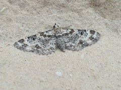 Eupithecia pulchellata