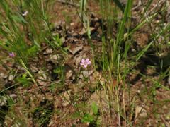 Psammophiliella muralis