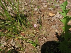 Psammophiliella muralis