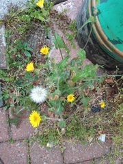 Sonchus oleraceus
