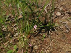 Psammophiliella muralis