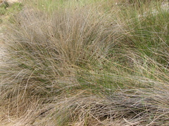Schoenus nigricans