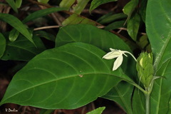 Ecbolium ligustrinum