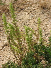 Stachys ocymastrum