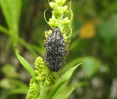 Poecilonota variolosa
