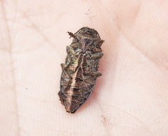 Poecilonota variolosa