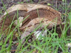 Tricholoma austrocolossus
