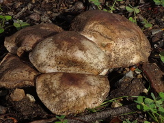 Tricholoma austrocolossus