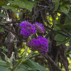Callicarpa tomentosa