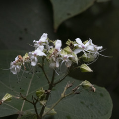 Clerodendrum infortunatum