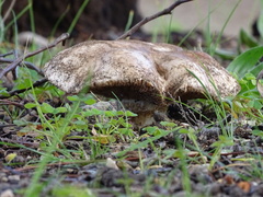 Tricholoma austrocolossus