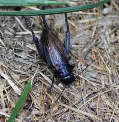 Gryllus veletis