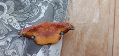 Oreta sanguinea