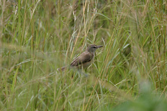 Acrocephalus arundinaceus